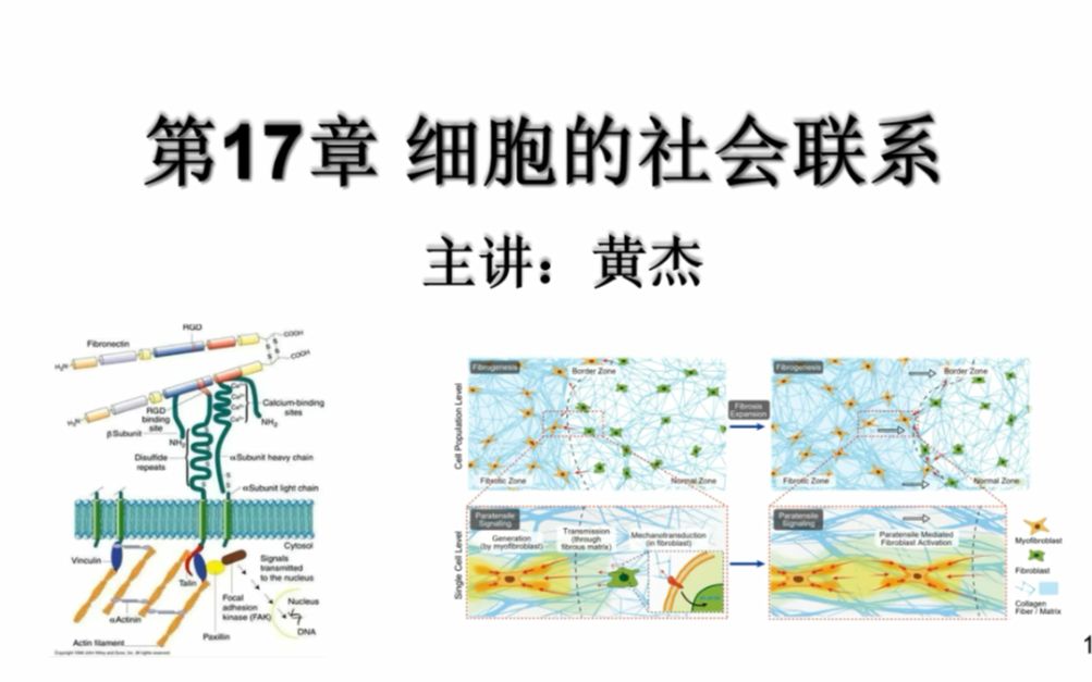 [图]7.3 细胞外基质（生物竞赛）-翟中和版