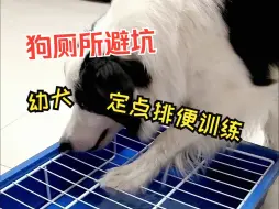 Descargar video: 分享几个新手铲屎官选狗厕所容易踩坑的点