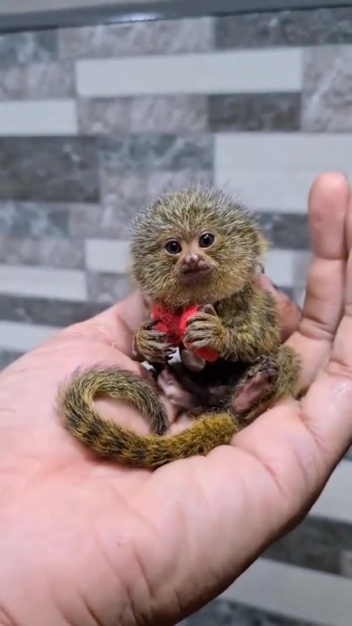 中国最小的猴子图片