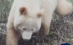 下载视频: 【白化大熊猫的八卦已经传开：兄弟，你们还是正经大媒吗】