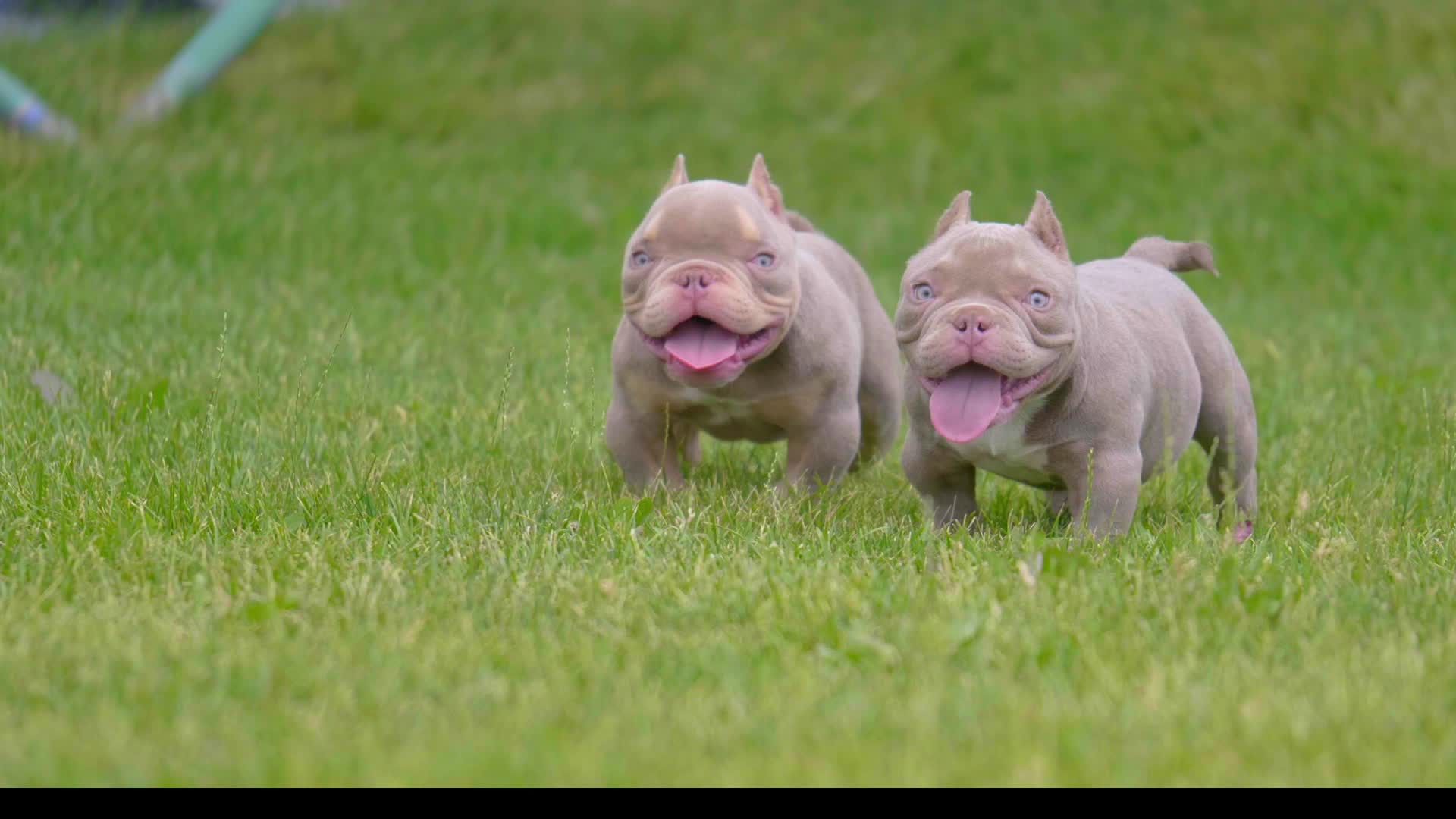 萌动可爱哒美国恶霸犬