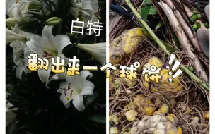 Download Video: 白特翻球