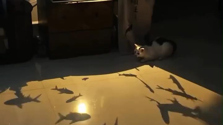 基米捞鱼