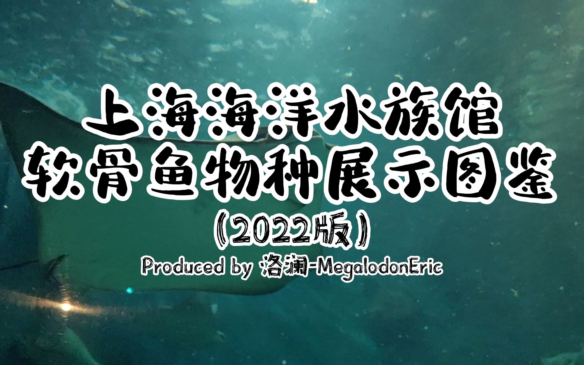 [图]三分钟，带你看遍上海海洋水族馆的软骨鱼