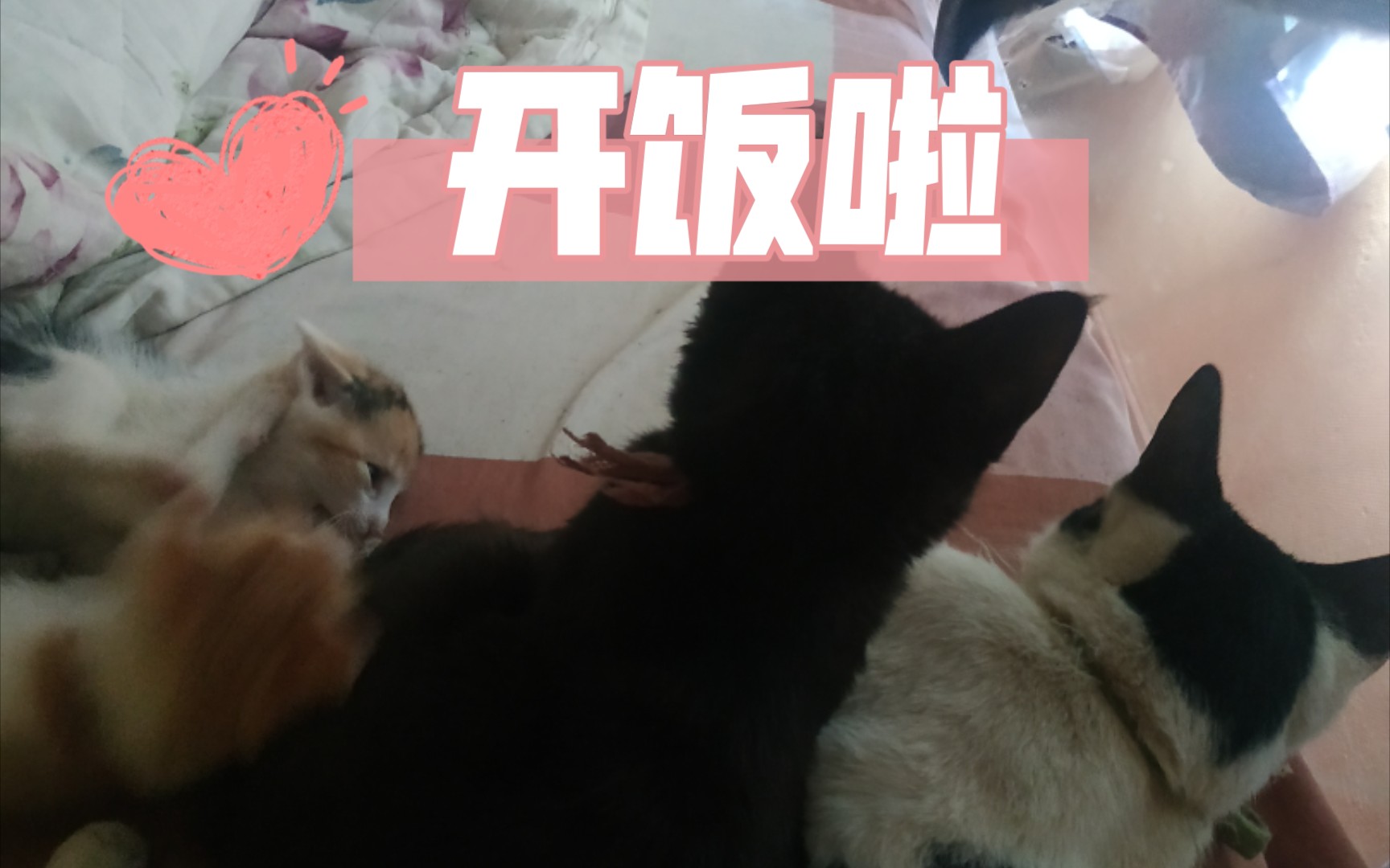 开饭啦哔哩哔哩bilibili