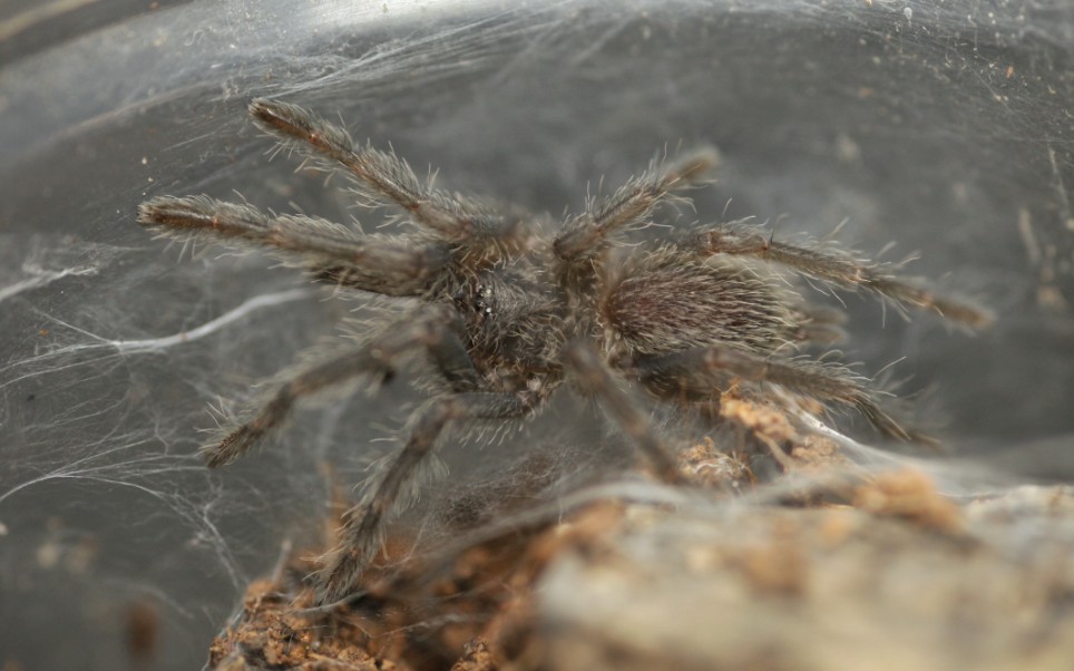 投喂荔波缨毛蛛 小苗