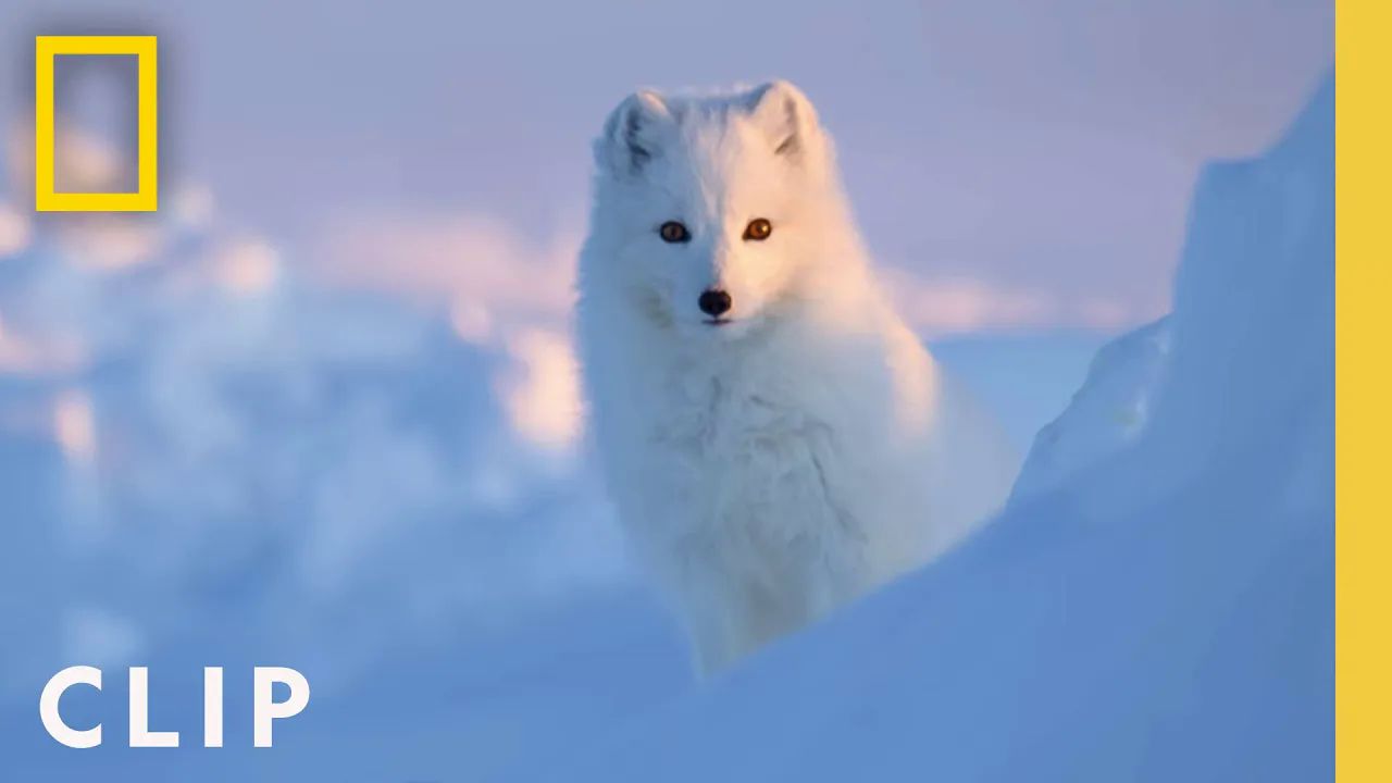 [图]Arctic Fox Love Story ｜ Incredible Animal Journeys ｜ National Geographic