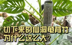 Tải video: 我的天哪，为什么仙洞龟背竹叶片这么大？