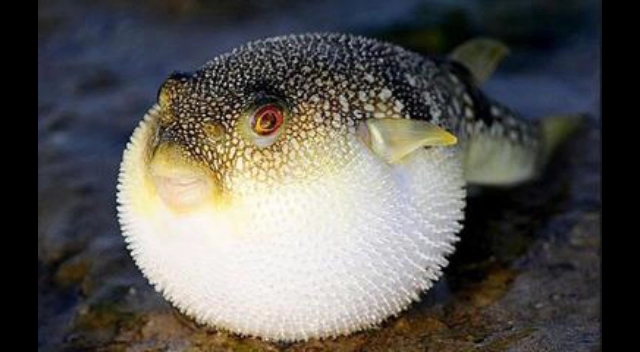 能放一次放倒33个人的河豚,我照样吃,怕啥?只要你把它看作一只小小鱼!