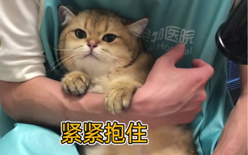 猪咪珍贵洗澡视频 也就亿点点可爱哔哩哔哩bilibili