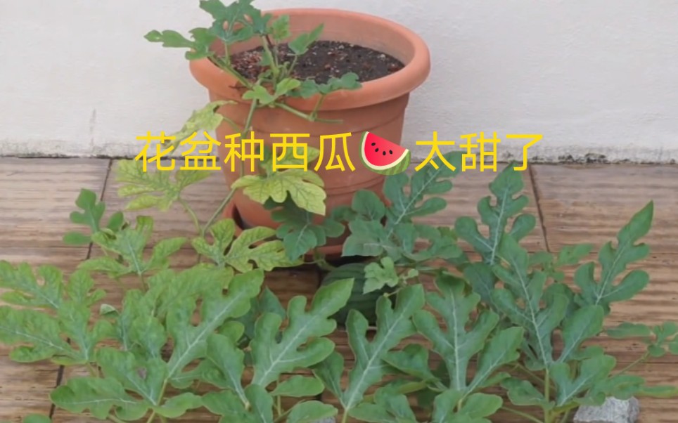 教你在家用花盆种植西瓜全过程,很详细哦!哔哩哔哩bilibili