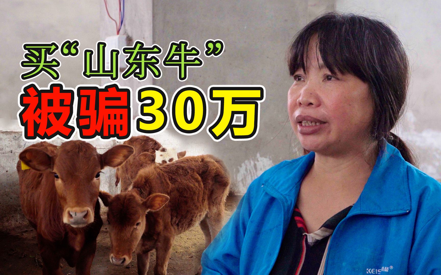 损失惨重!新手山东被骗30万!买40头山东牛,回家发现全部被调包哔哩哔哩bilibili