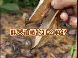 Tải video: 胖大海的树长什么样子？还有它为啥会叫胖大海呢？