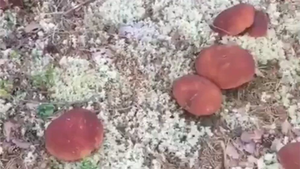 [图]雨后的俄罗斯树林中长满了蘑菇