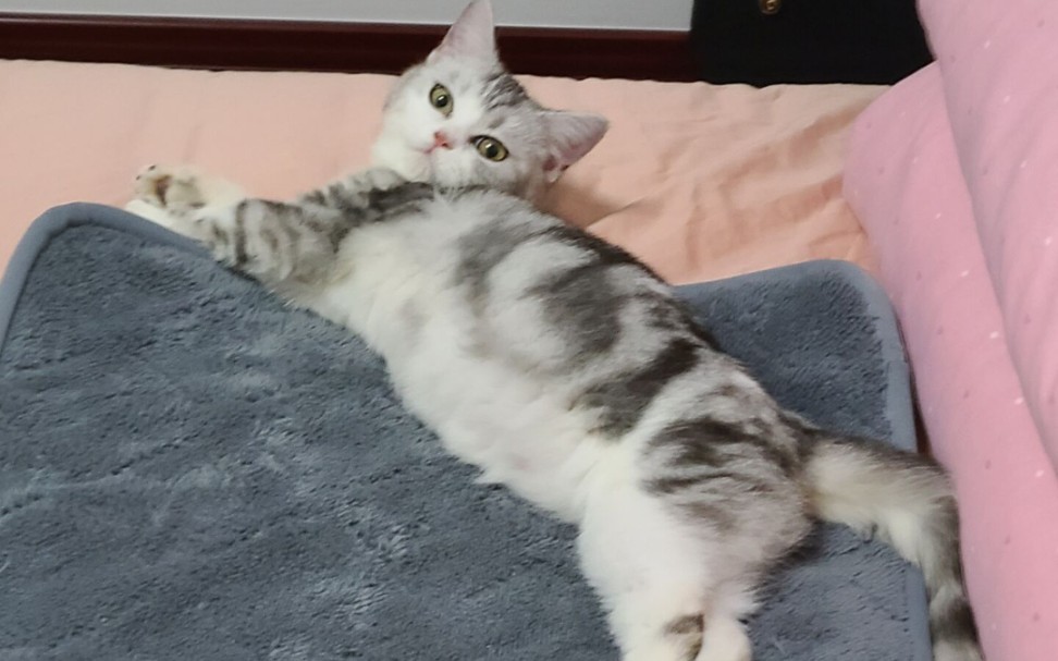 小猫的peppy cat实况