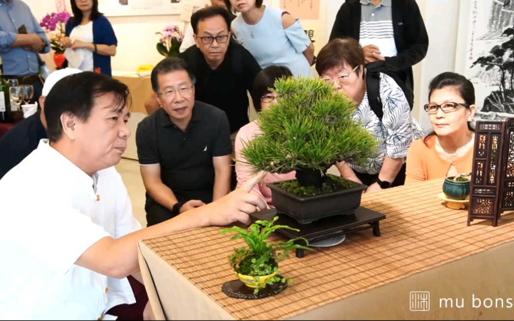 台湾林庆祥先生解说盆景展