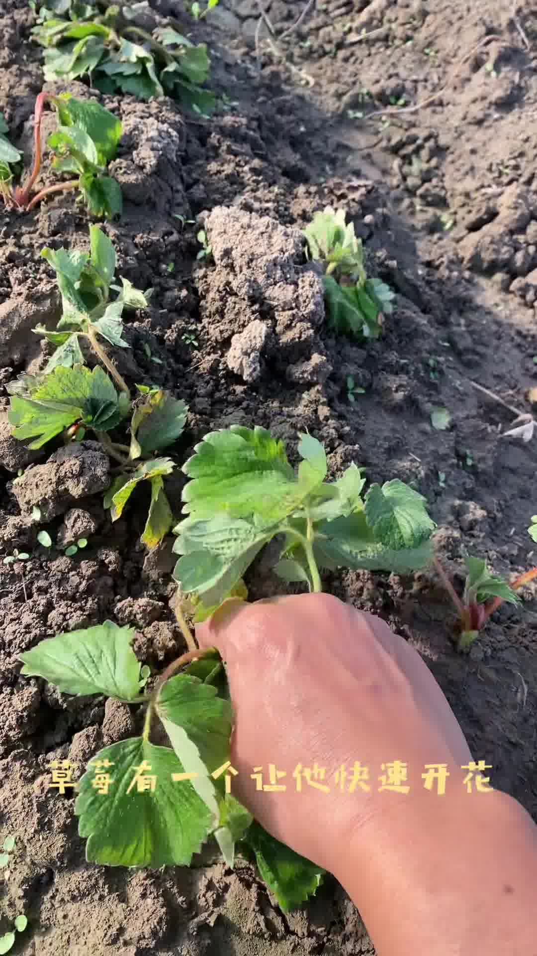 大棚里草莓定植及初期管理