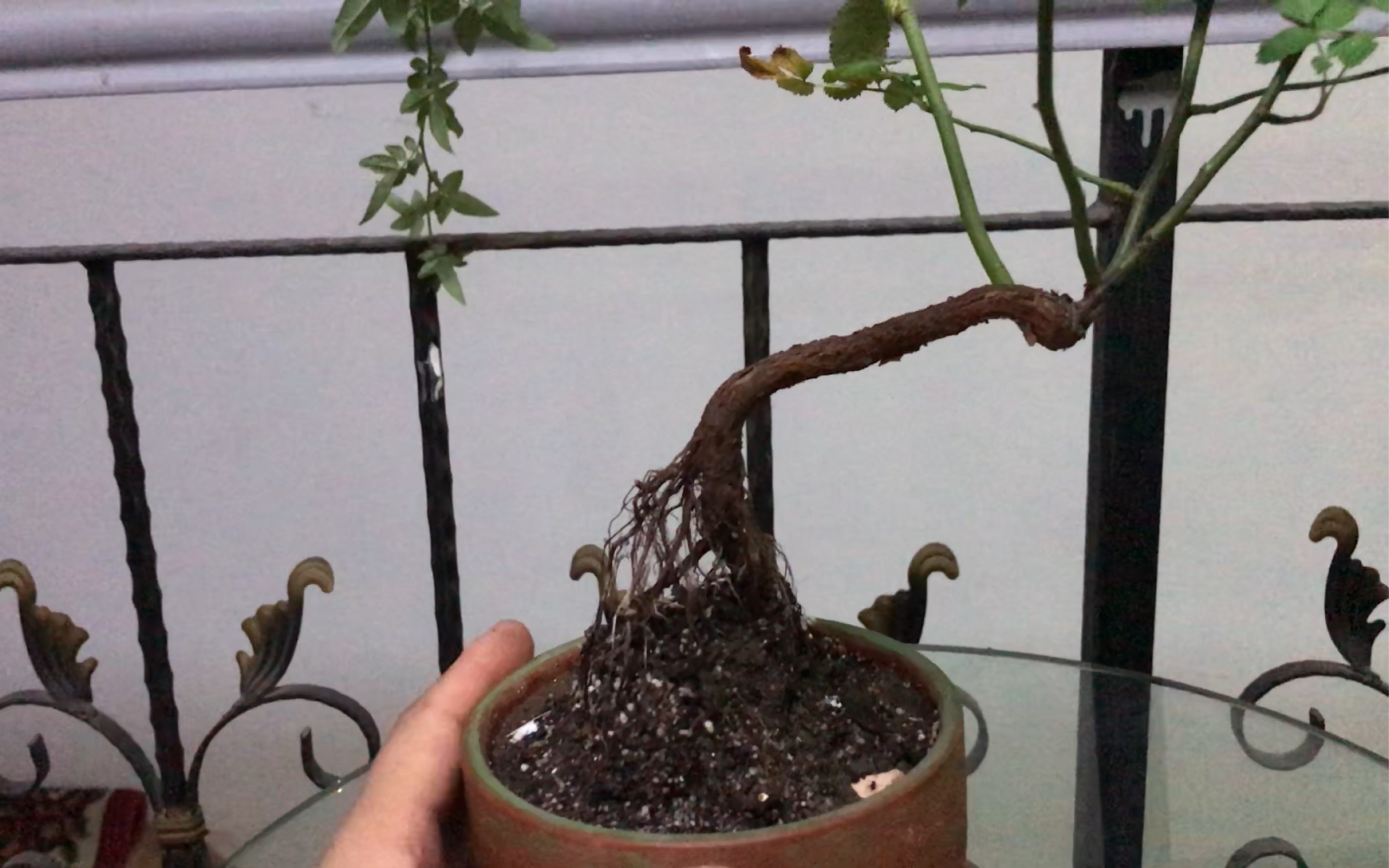 月季提根盆景制作技巧,简单易学但需要耐心!