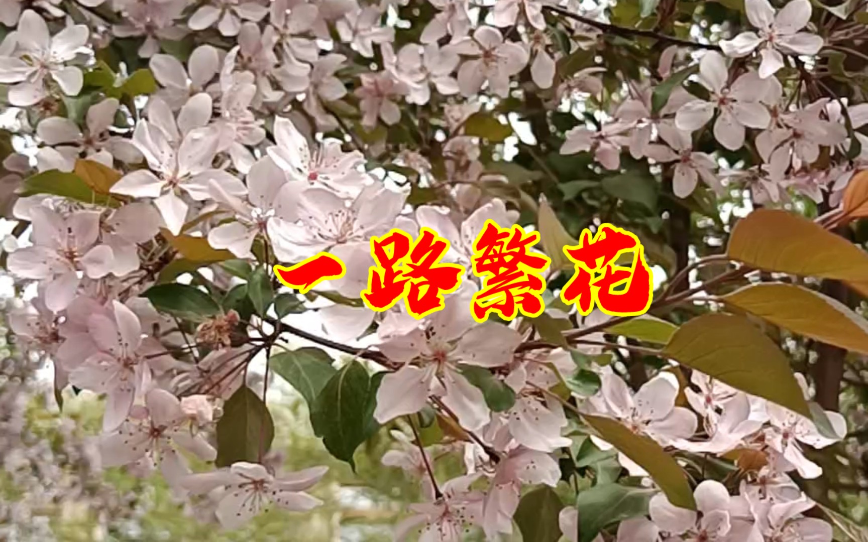 春暖花开的季节,入目皆是美景!哔哩哔哩bilibili