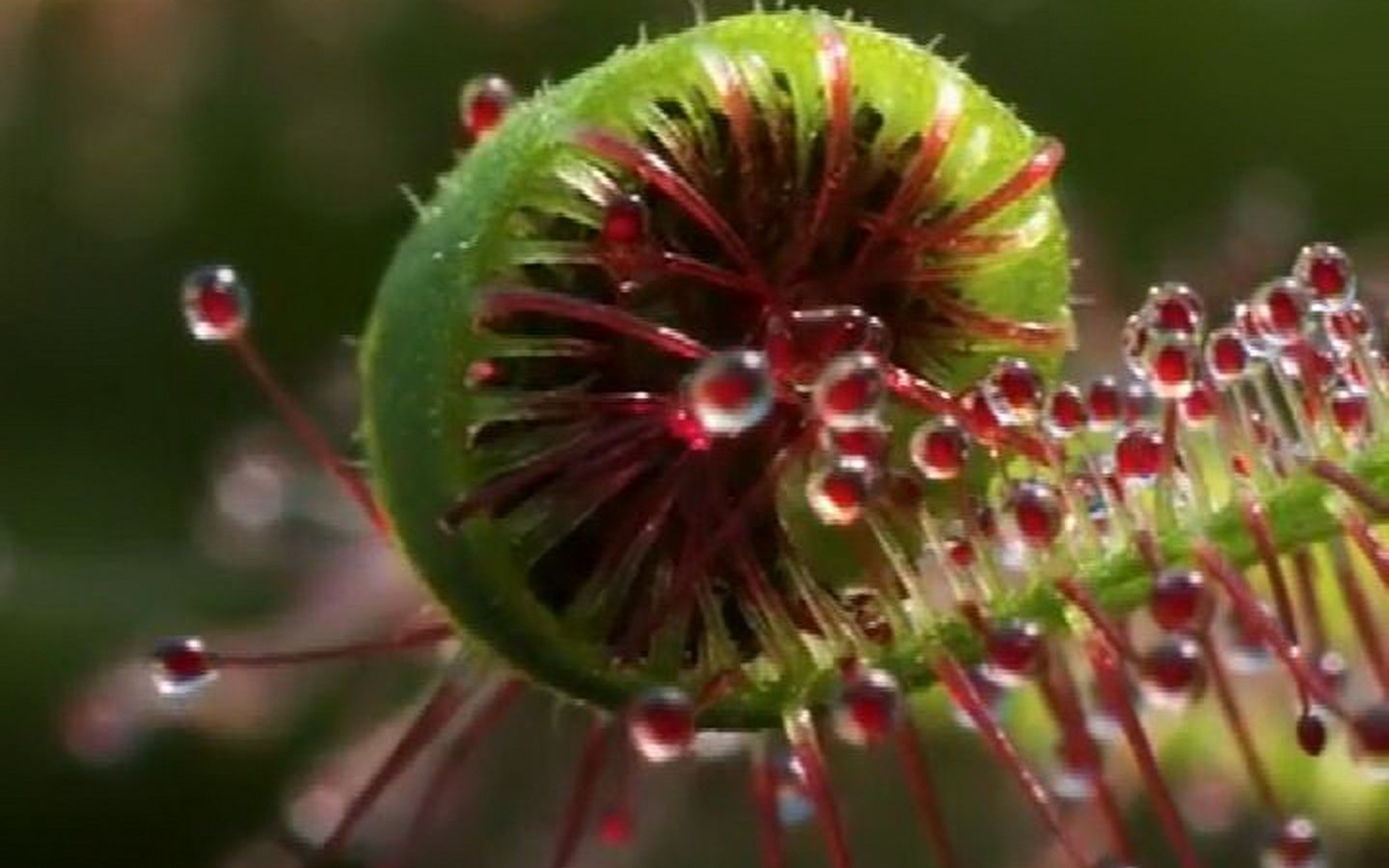 好望角茅膏菜捕食蚊子瞬间神奇的食虫植物