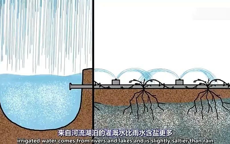 【壤学】秒懂土壤盐碱化,转自外网哔哩哔哩bilibili