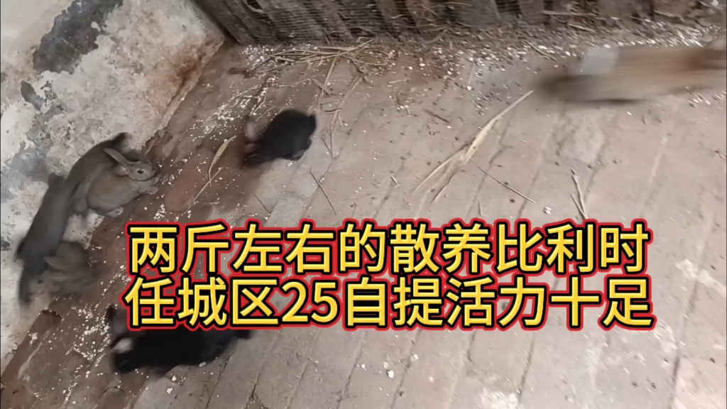 想捡漏的来散养比利时兔