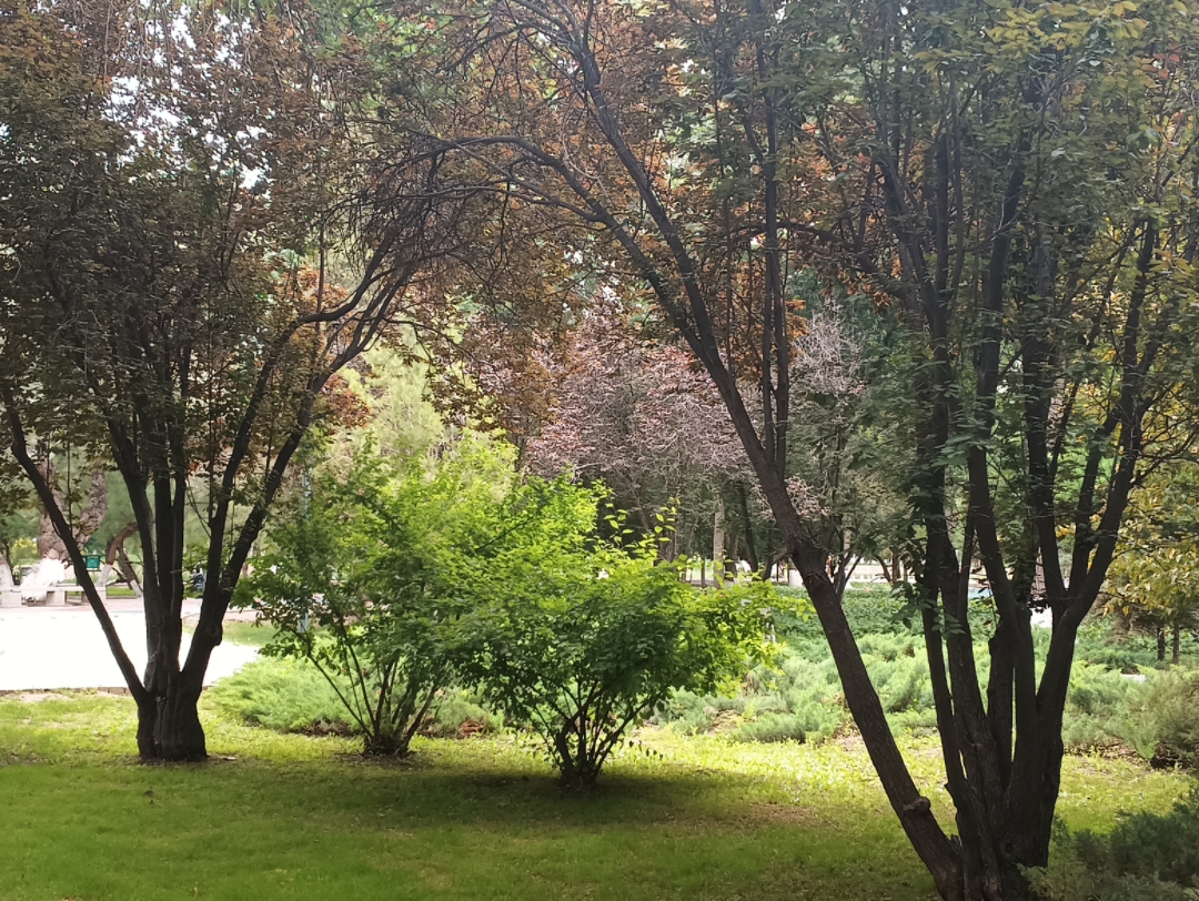 初夏时的宁夏银川市中山公园