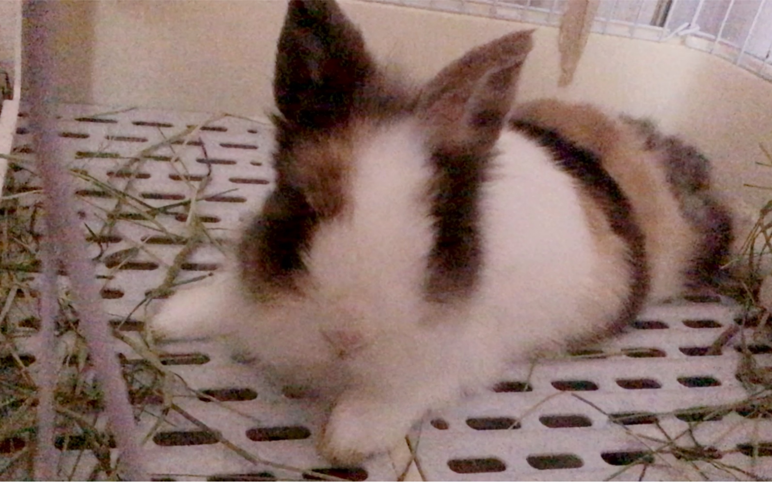 活动  [兔兔]治愈系纯撸三花兔,看完你也睡着了