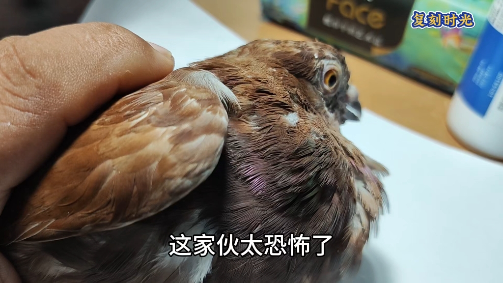 鸽子四天没洗澡居然得了羽虱