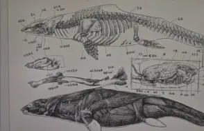 回答私聊有朋友询问我世界观生物体系设计的问题