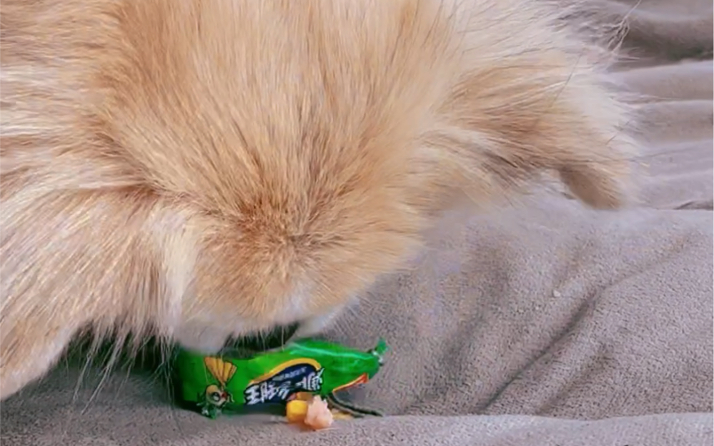 狗狗吃火腿肠什么哒……哒咩!_哔哩哔哩_bilibili