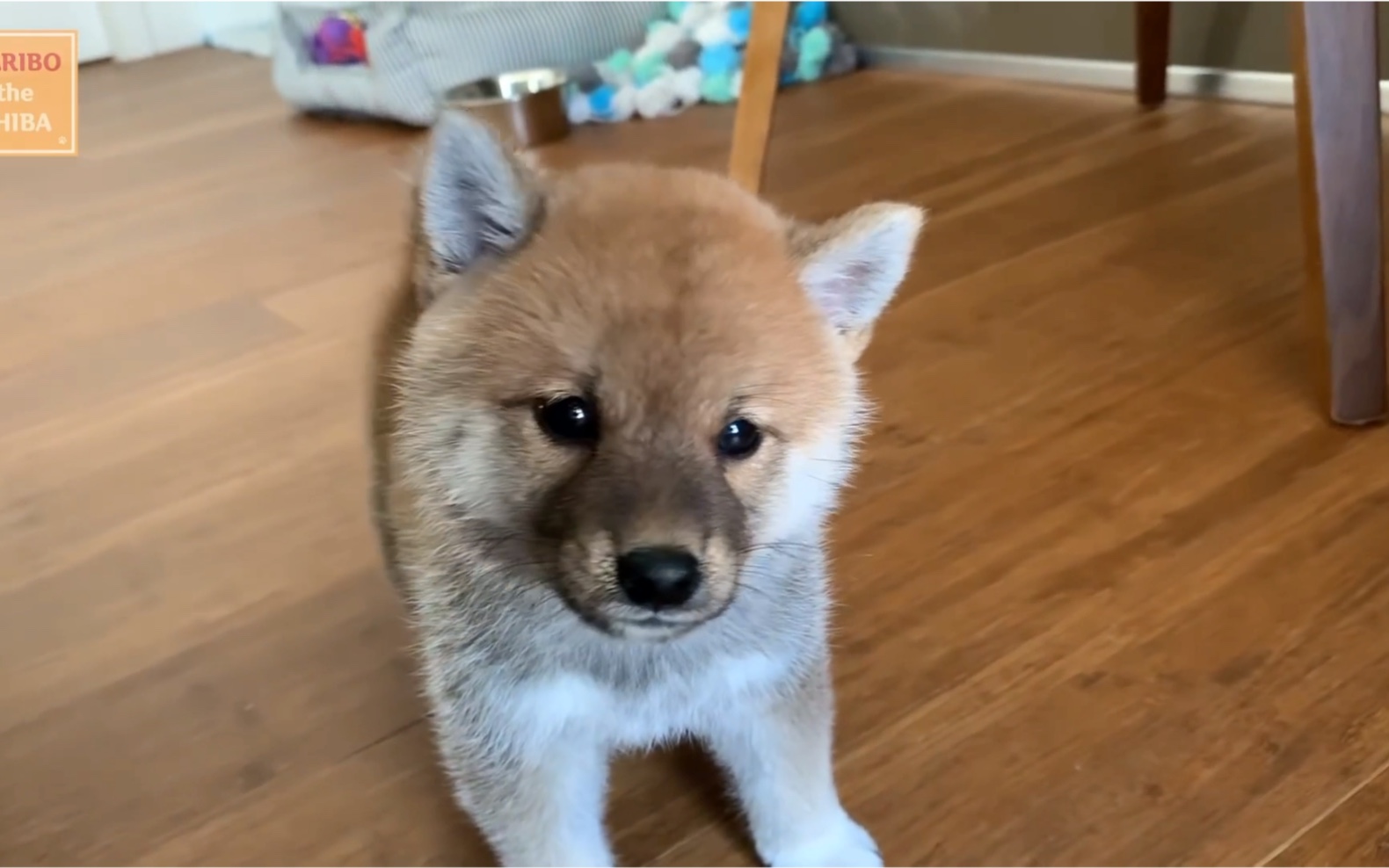 柴犬 从幼犬到成年(8周至1岁) shiba inu from puppy to adult (8