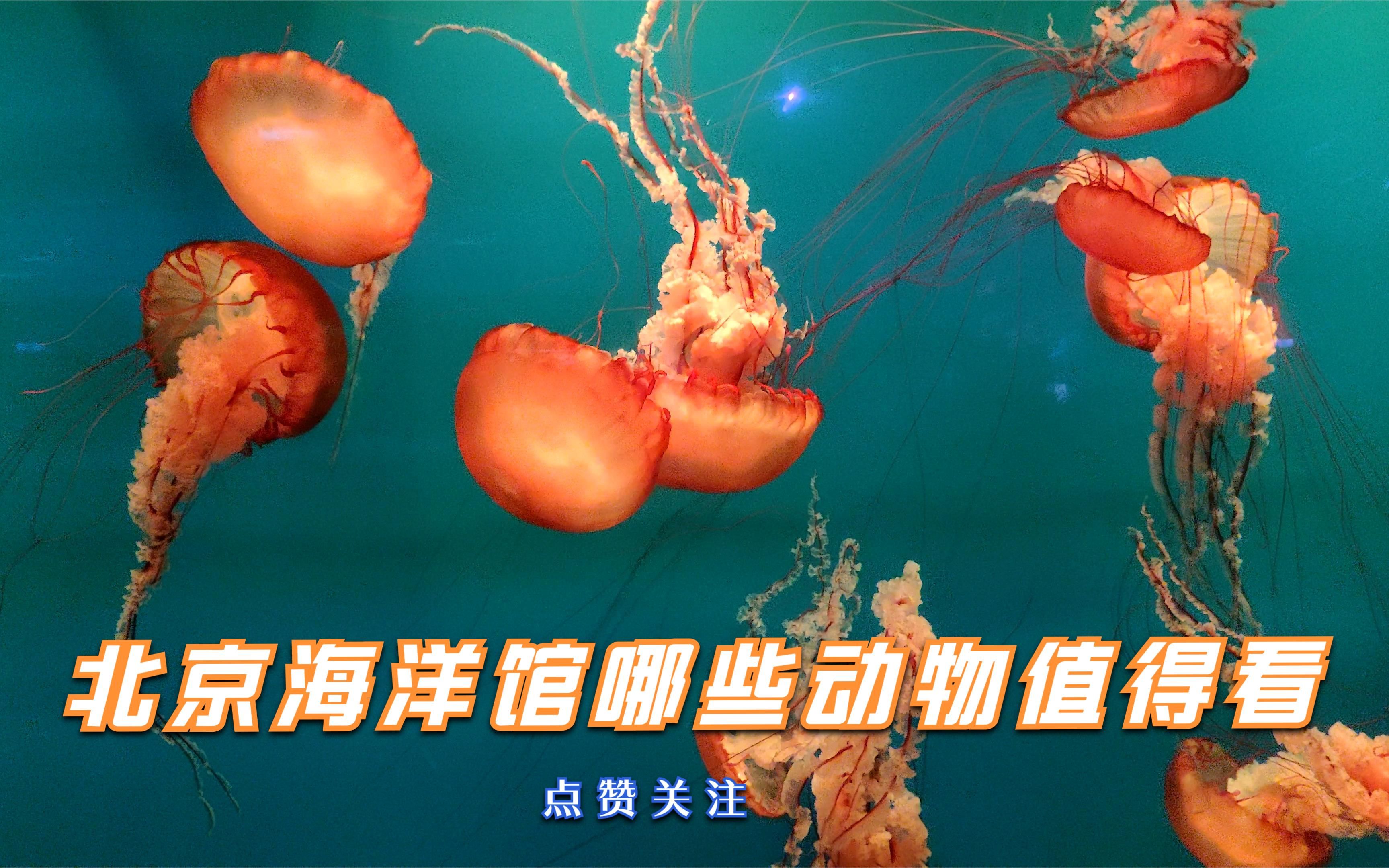 北京海洋馆有哪些我们不容易看到的海洋生物哔哩哔哩bilibili