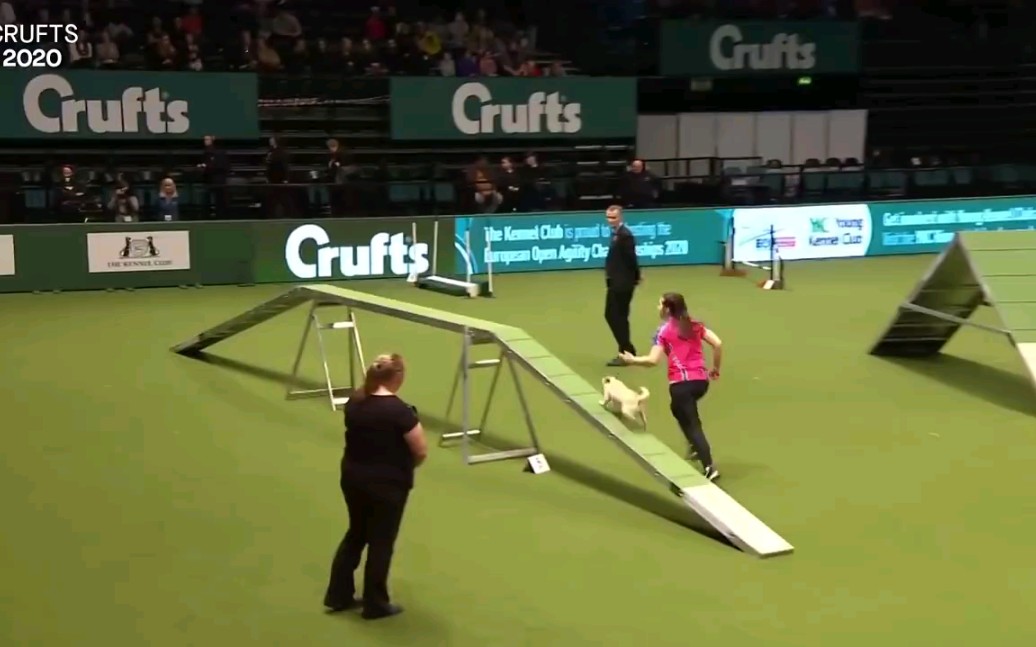 【八哥犬】2020Crufts狗狗比赛 八哥小且精悍哔哩哔哩bilibili