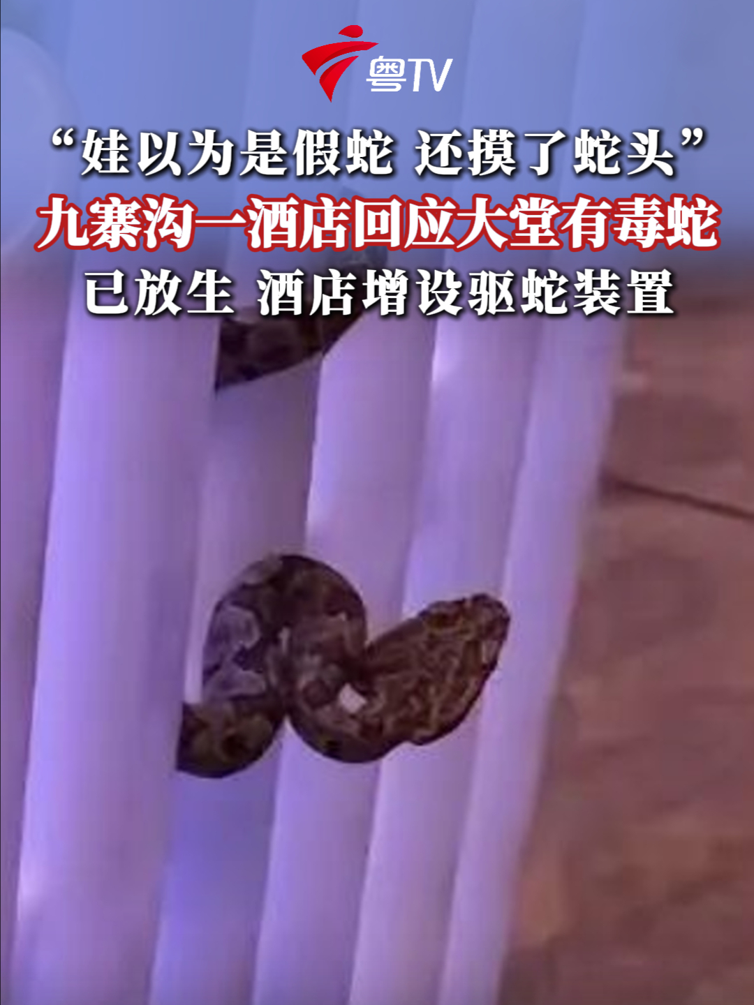 娃以为是假蛇还摸了蛇头九寨沟一酒店回应大堂有毒蛇