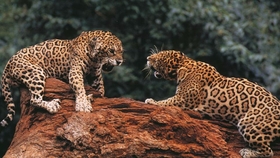 科普 老虎与美洲虎的体型直观对比 哔哩哔哩 つロ干杯 Bilibili