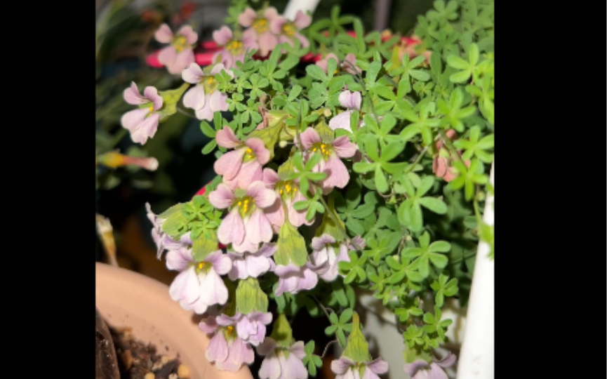 杂交块根旱金莲新色