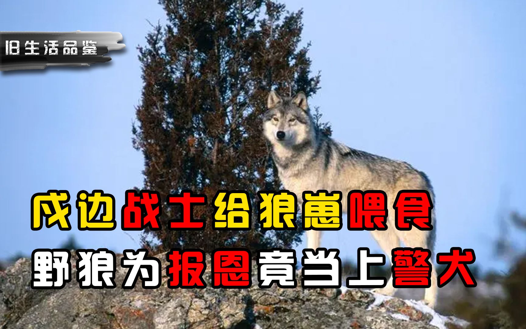 [图]戍边战士给狼崽喂食，野狼为报恩竟当上警犬，还学会了巡逻边境