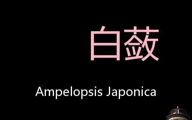 白蔹 Chinese Pronunciation Ampelopsis Japonica哔哩哔哩bilibili