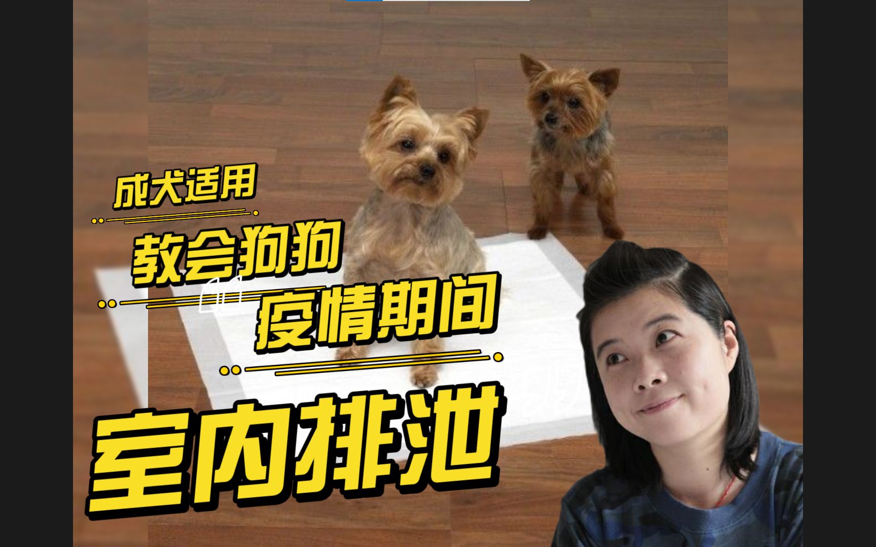 疫情期间养狗人必学,成年狗狗室内排泄训练_哔哩哔哩_bilibili