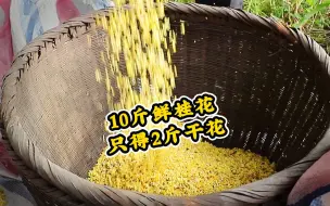 下载视频: 10斤鲜桂花只得2斤干花