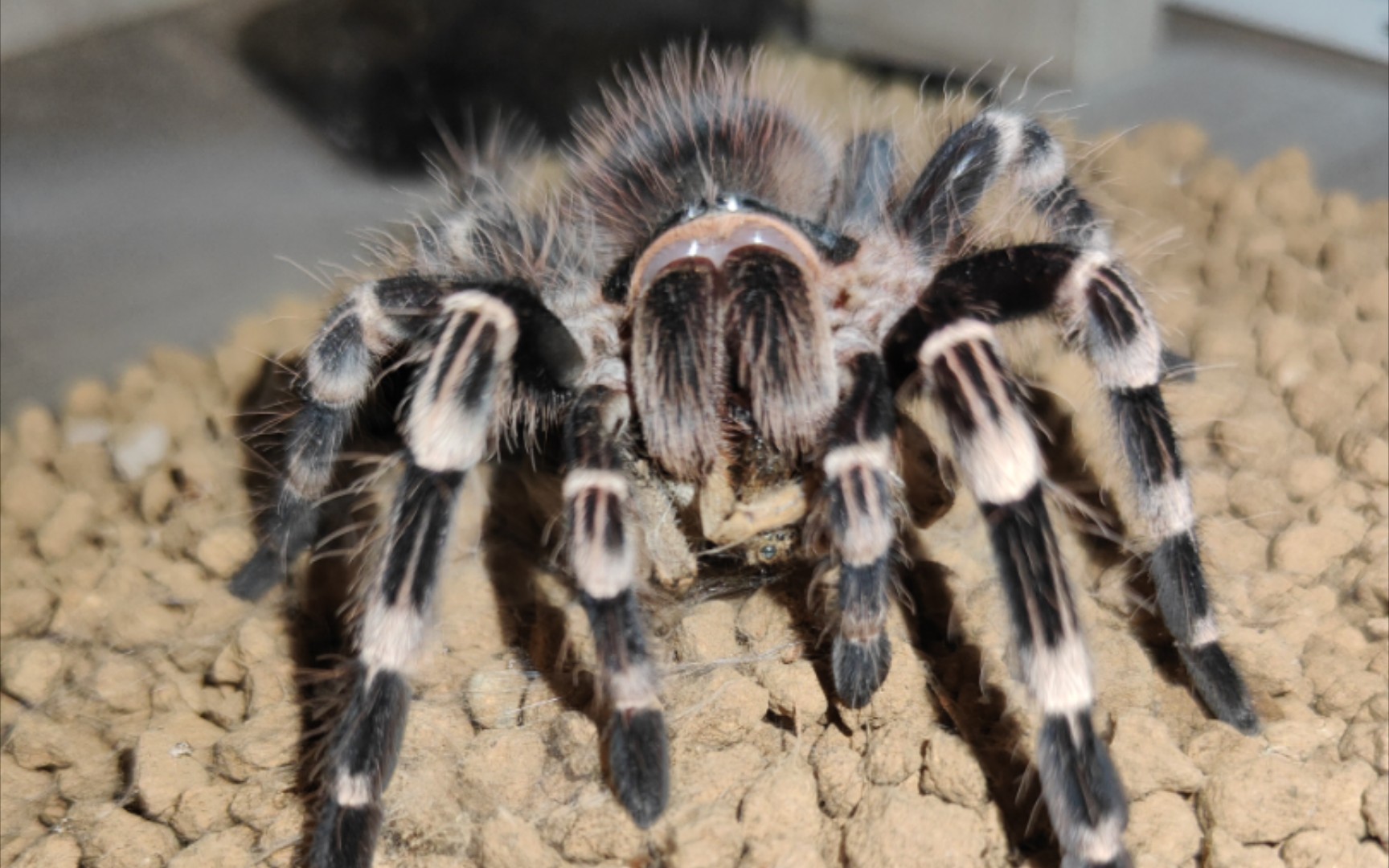 【收割】巴西白膝头怒吔新疆穴居狼蛛