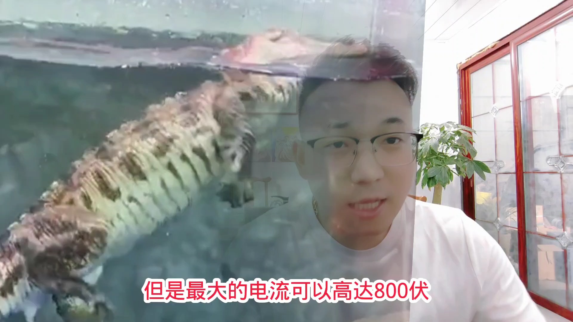 亚马逊猛鱼霸主,鳄鱼都会被他电死,电鳗鱼