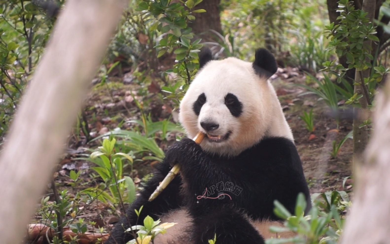 大熊猫桃浜小桃子～这"卡姿兰"大眼睛配上粉嫩腮红绝了～