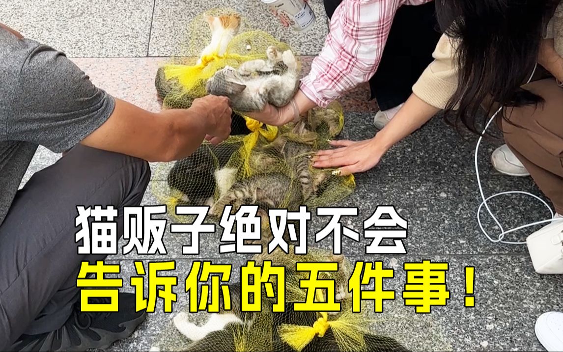 𐟙€猫咪饮食五大禁忌:猫贩子的秘密𐟒肋”哩哔哩bilibili