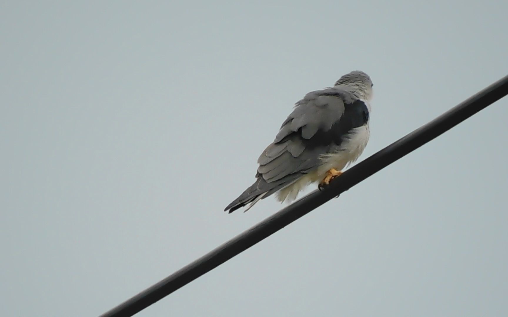 黑翅鸢洗头,整理羽毛中