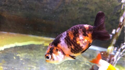 折騰過濾根本沒用 金魚生病後重點不是改善水質 而是趕緊下藥治療 哔哩哔哩 折騰過濾根本沒用 金魚生病後重點不是改善水質 而是趕緊下藥治療 哔哩哔哩