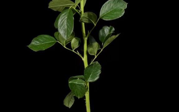 【放大一点点】玫瑰花的刺