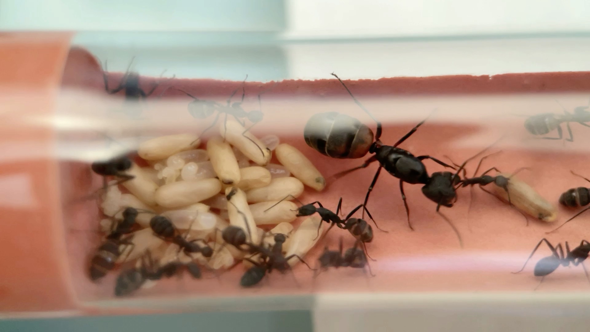 up带着血斑弓背蚁给大家拜年啦,祝大家新年快乐_哔哩哔哩 (゜-゜)つロ