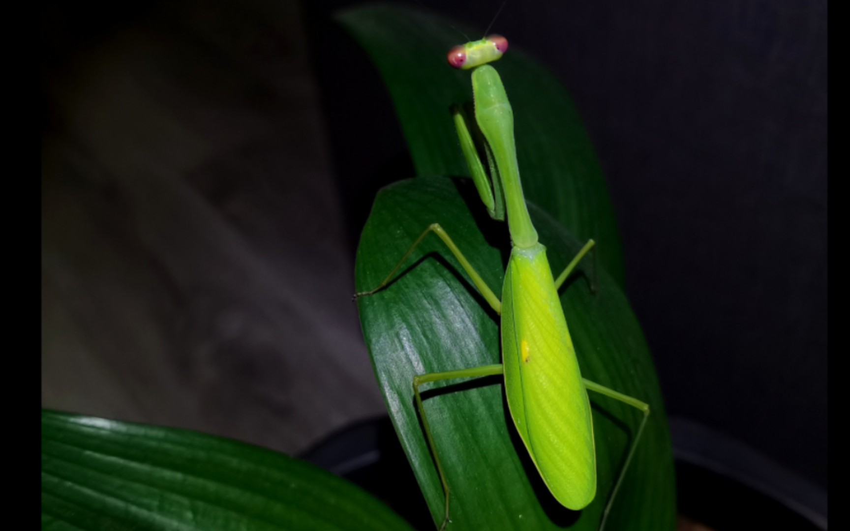 【螳螂】红爪丽斧螳,捕食与交配      (似织螽:……)